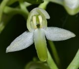 Platanthera × mixta