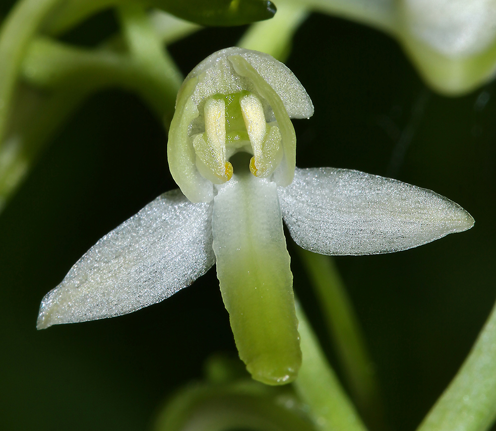 Изображение особи Platanthera × mixta.