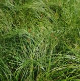 Carex spicata