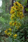 Solidago virgaurea