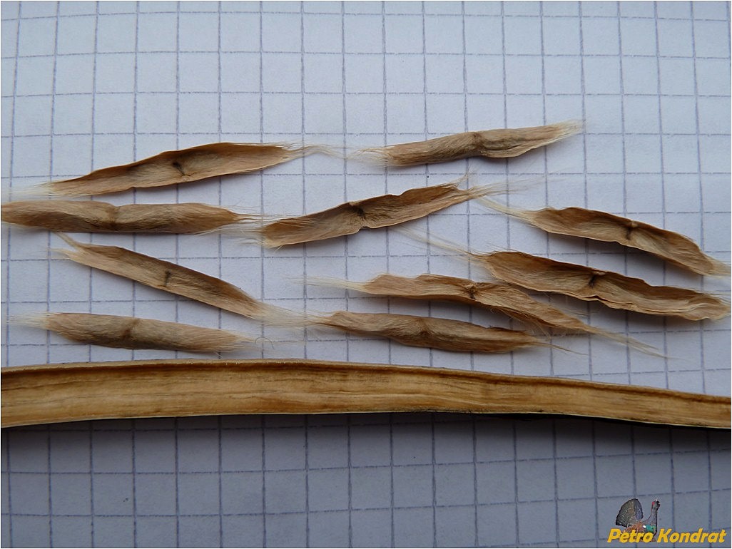 Image of genus Catalpa specimen.