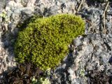 genus Schistidium. Вегетирующее растение на камне. Западный Саян, Ергаки. Август 2007 г.