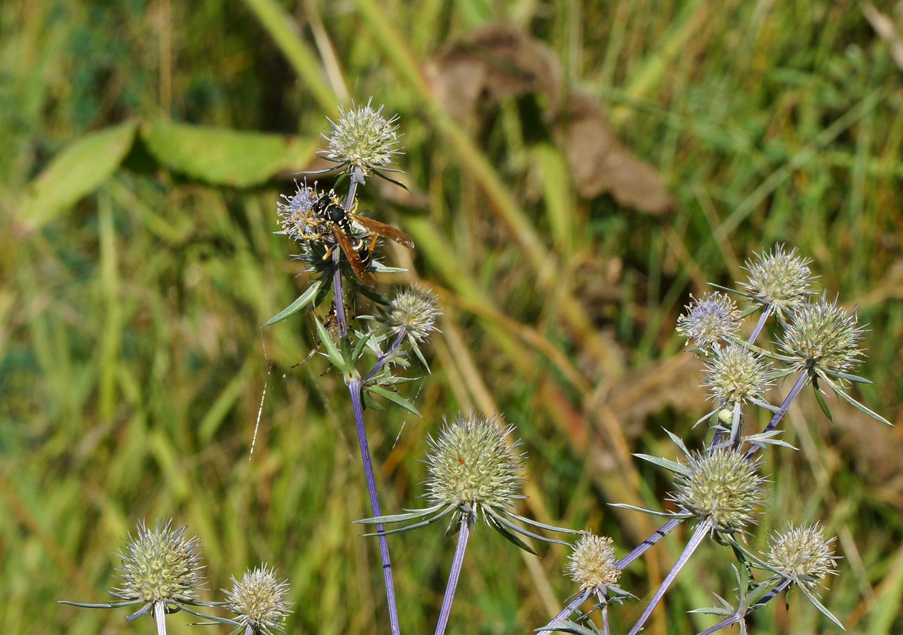 Image of Eryngium planum specimen.
