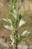 Artemisia vulgaris