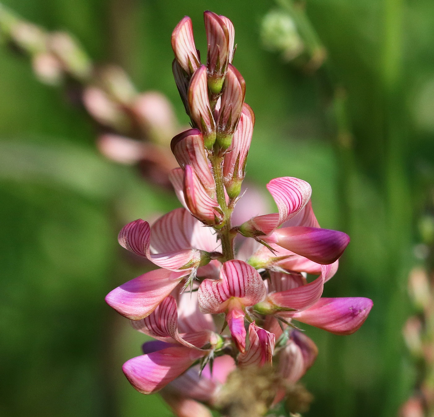 Изображение особи Onobrychis sibirica.