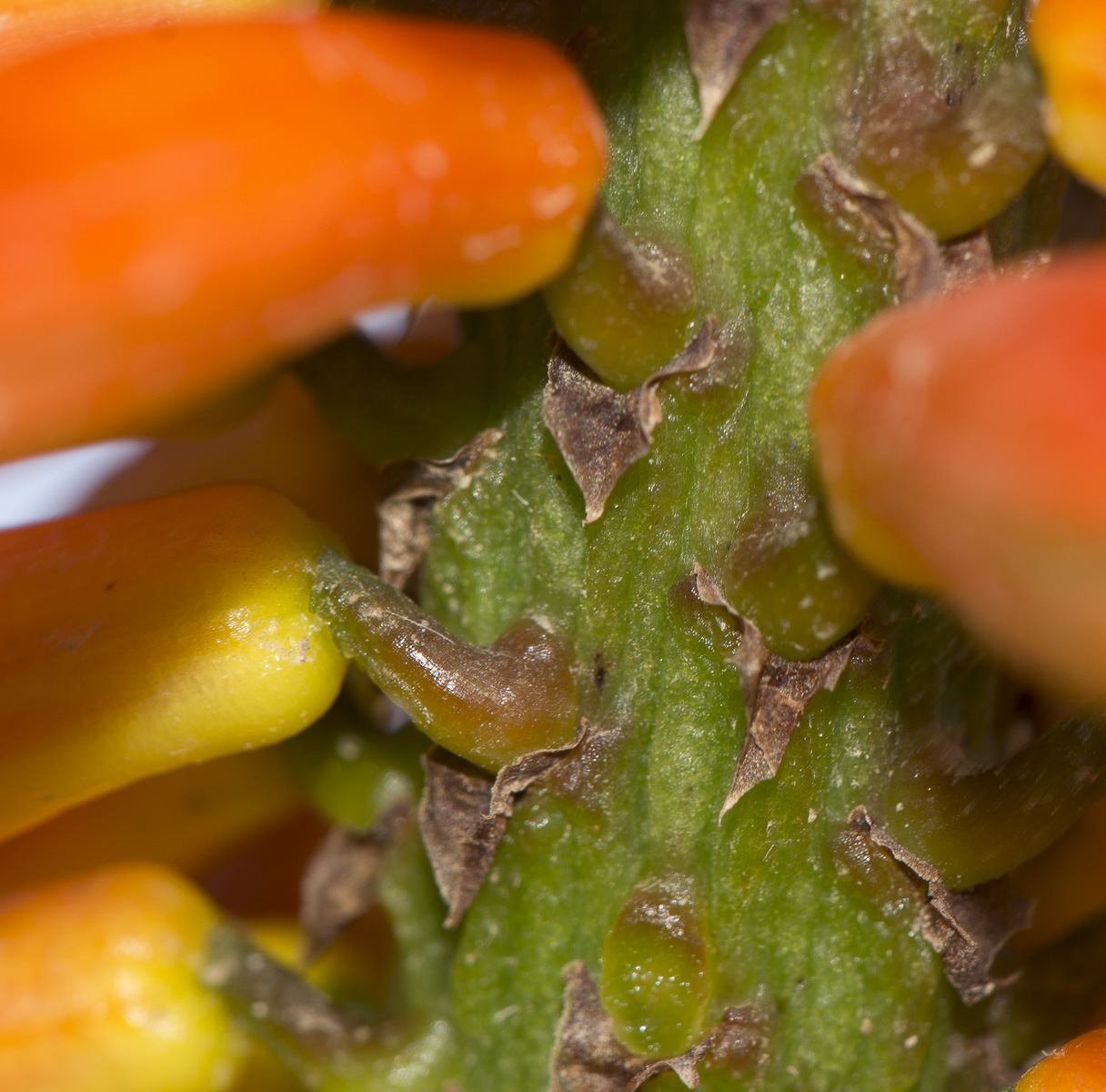 Image of Aloe marlothii specimen.
