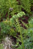 Thalictrum aquilegiifolium. Верхняя часть зацветающего побега. Чехия, Оломоуцкий край, природный заповедник Jeseníky, субальпийский луг, берег ручья. 15.06.2017.