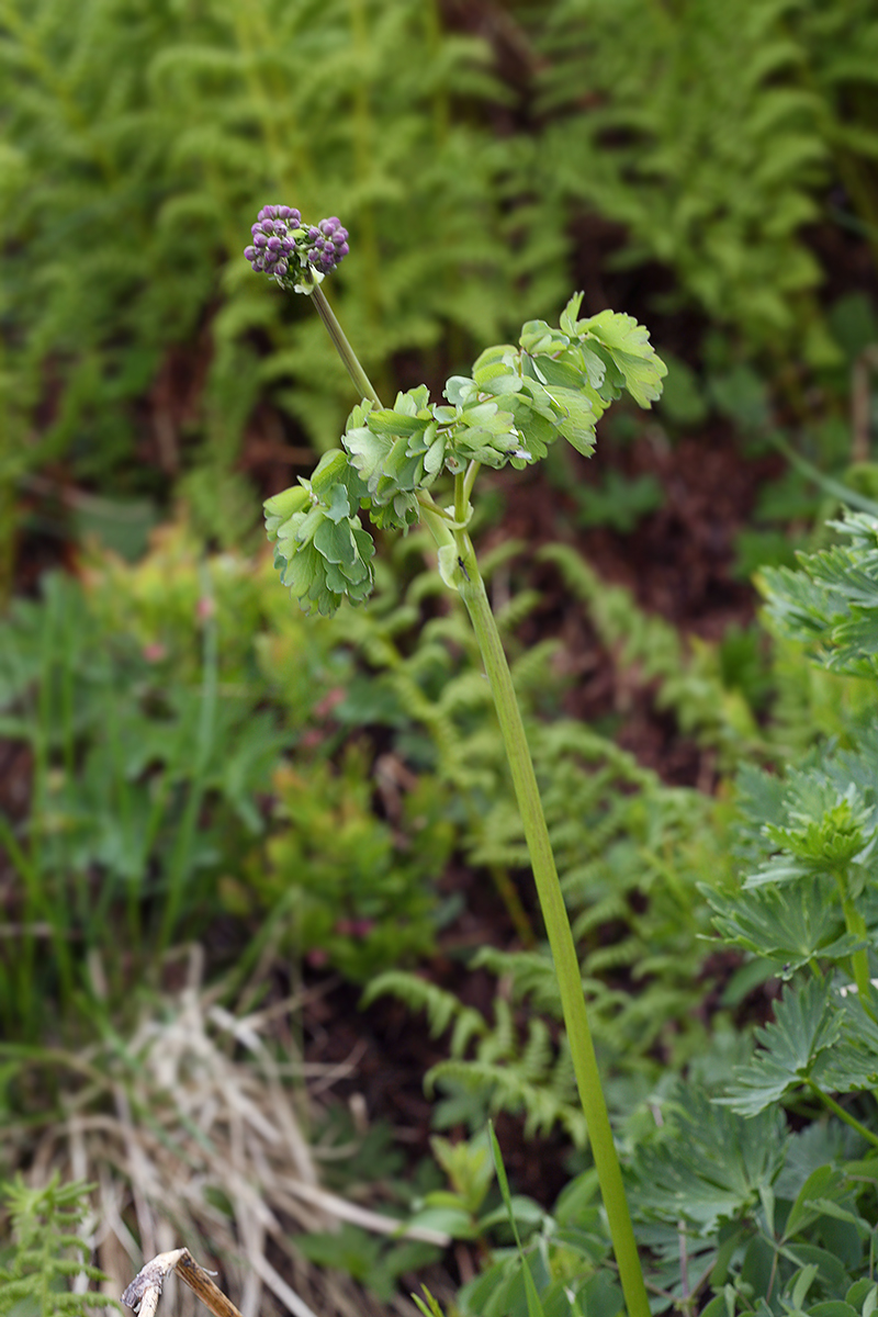 Image of Thalictrum aquilegiifolium specimen.