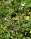 Cardamine uliginosa. Цветущие растения с завязавшимися плодами. Северная Осетия, нижняя часть Куртатинского ущелья. 06.05.2010.