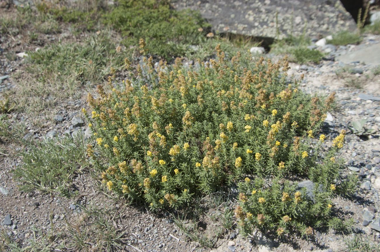 Изображение особи Galium verum.