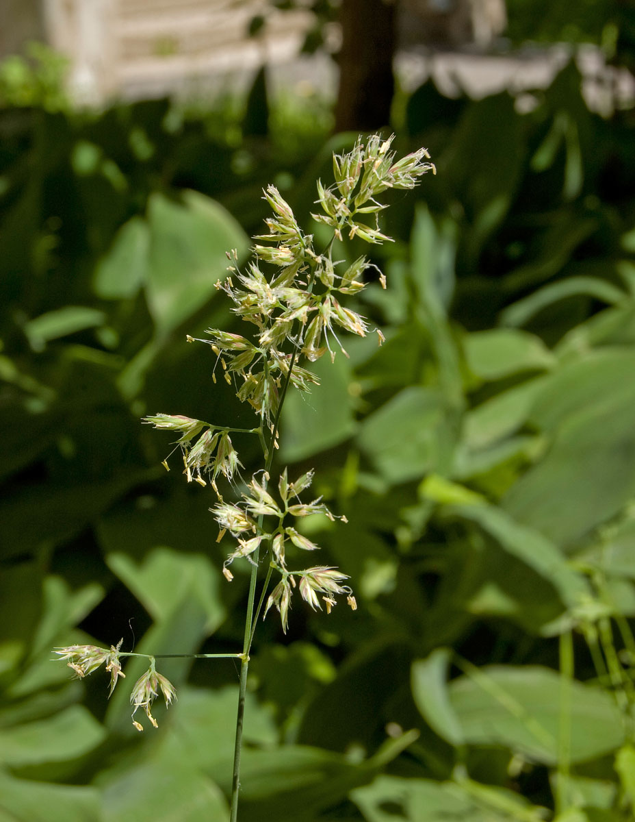 Изображение особи Dactylis glomerata.