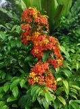 Bauhinia kockiana. Верхушка ветви с соцветиями. Малайзия, Куала-Лумпур, в культуре. 13.05.2017.