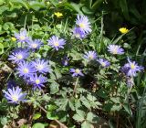 Anemone blanda