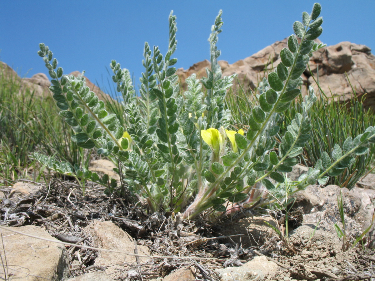 Image of Astragalus mucidus specimen.