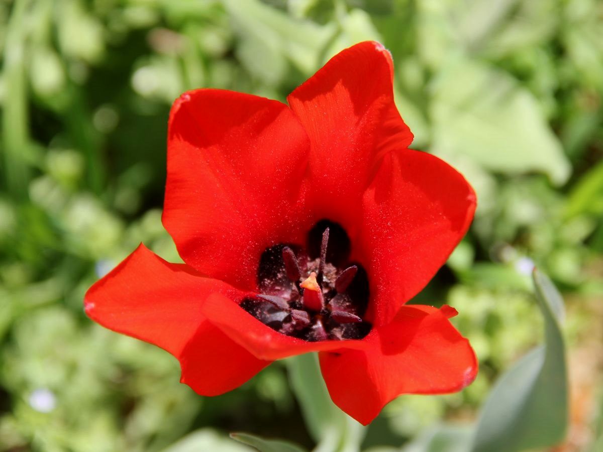 Image of Tulipa ingens specimen.