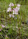 Cardamine pratensis. Цветущее растение в сообществе с Equisetum. Якутия, Мирнинский р-н, окр. пос. Светлый, берег р. М. Ботуобуя. 17.06.2007.