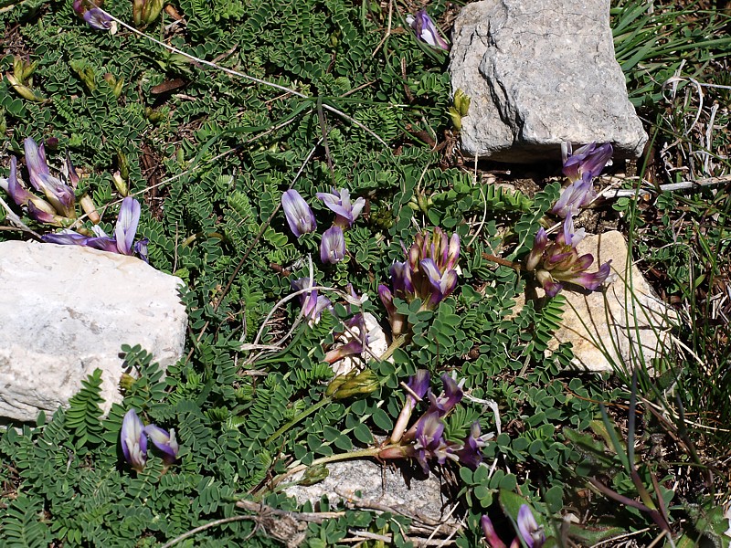 Image of Astragalus buschiorum specimen.