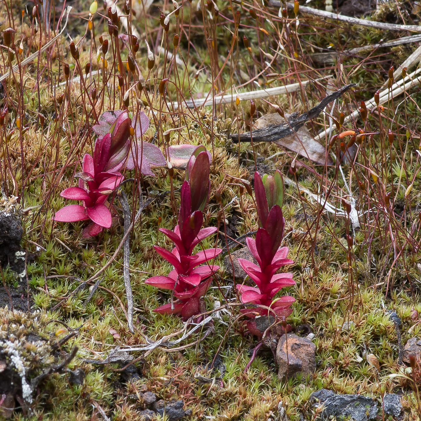 Image of genus Epilobium specimen.