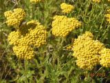 Achillea arabica