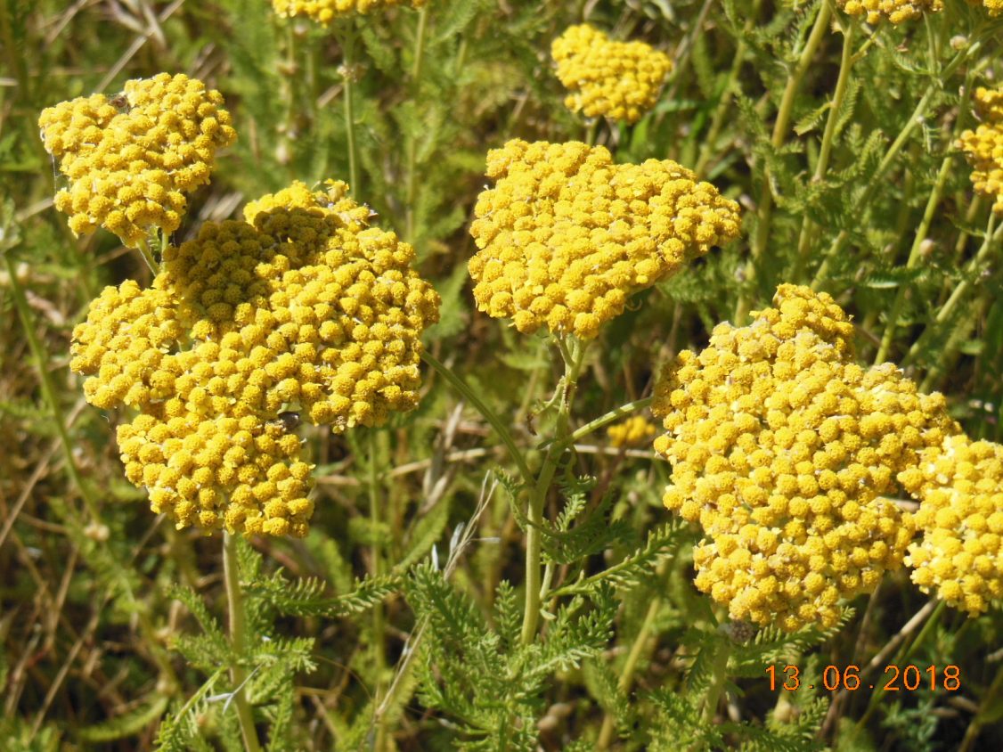 Image of Achillea arabica specimen.