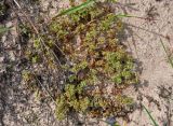 Scleranthus annuus. Цветущие растения. Московская обл., Орехово-Зуевский р-н, долина р. Нерская, песчаный участок вырубки на опушке хвойно-лиственного леса. 14.06.2018.
