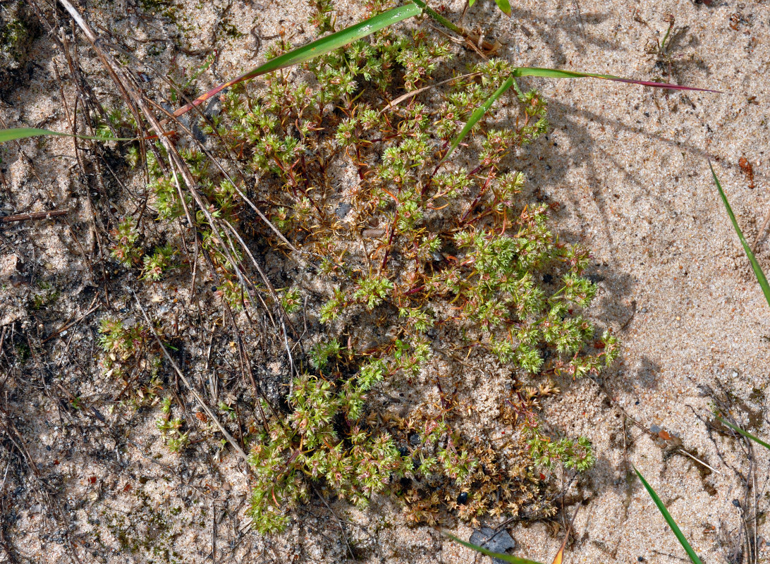 Изображение особи Scleranthus annuus.