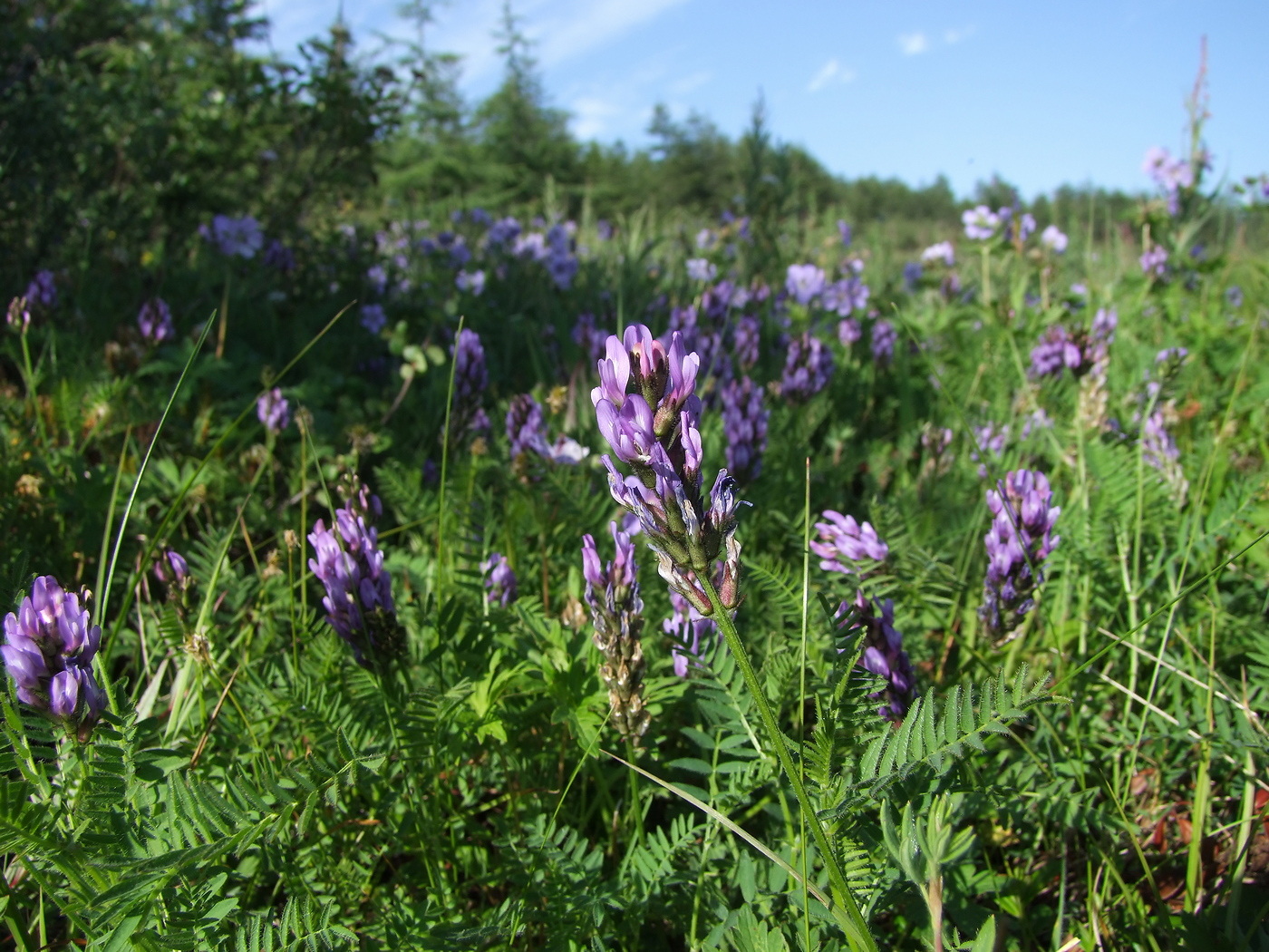 Изображение особи Astragalus danicus.