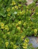 genus Cruciata. Побеги с соцветиями. Северная Осетия, Алагирское ущелье, окр. пос. Нар, склоны Бокового хребта, 1730 м н.у.м. 07.05.2010.