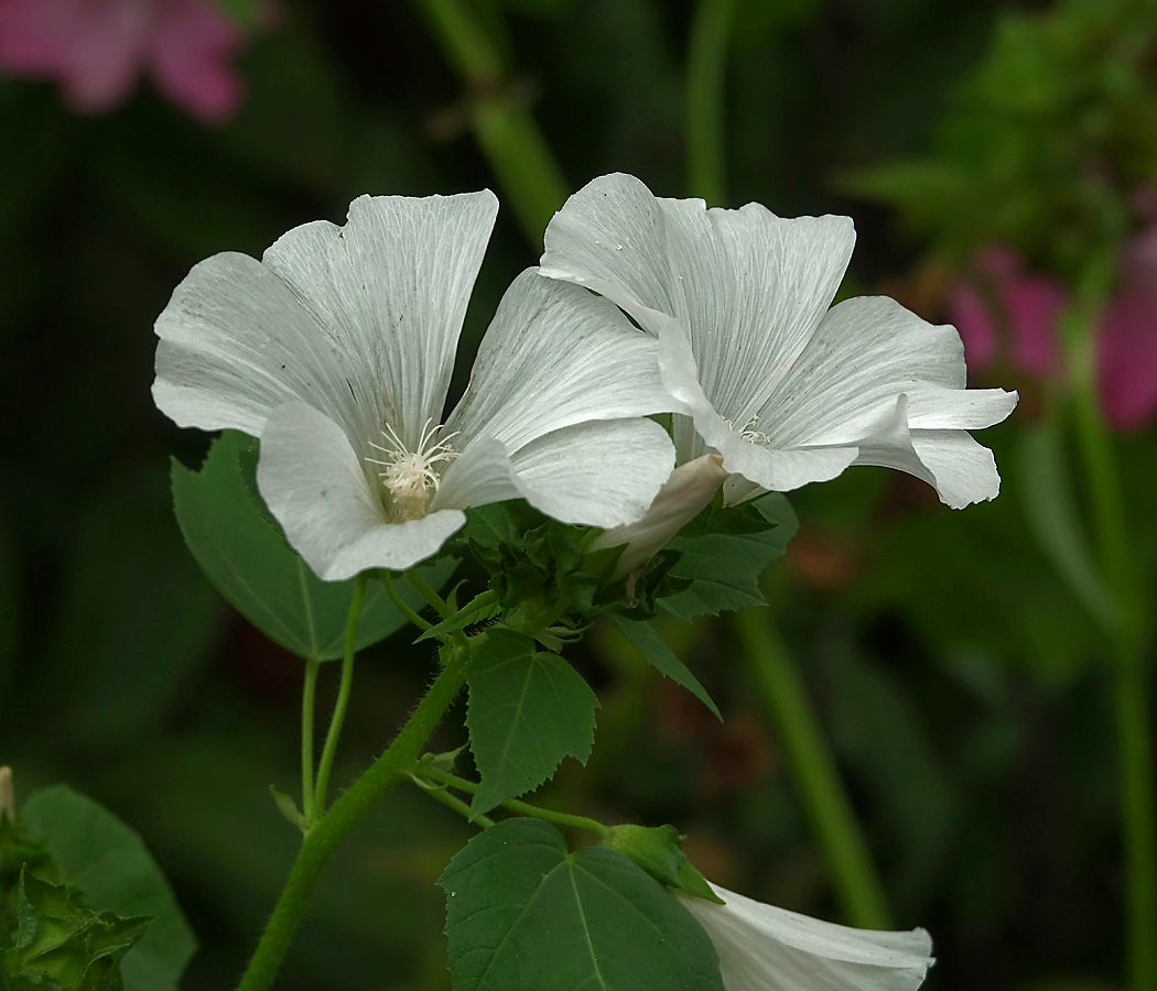 Image of Malva trimestris specimen.