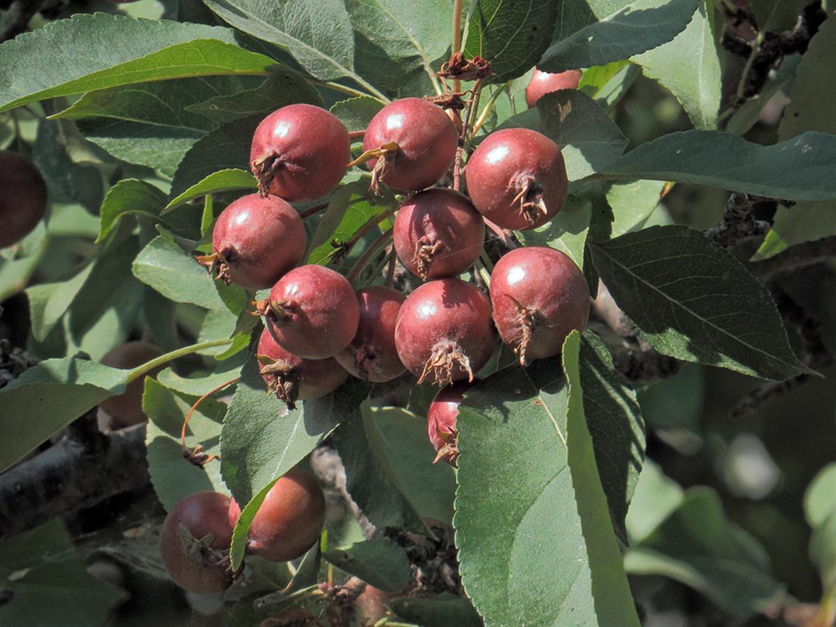 Изображение особи Malus niedzwetzkyana.