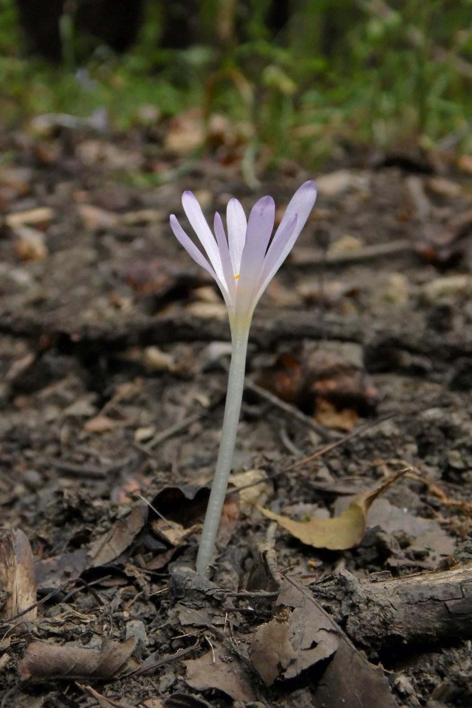 Image of Colchicum umbrosum specimen.