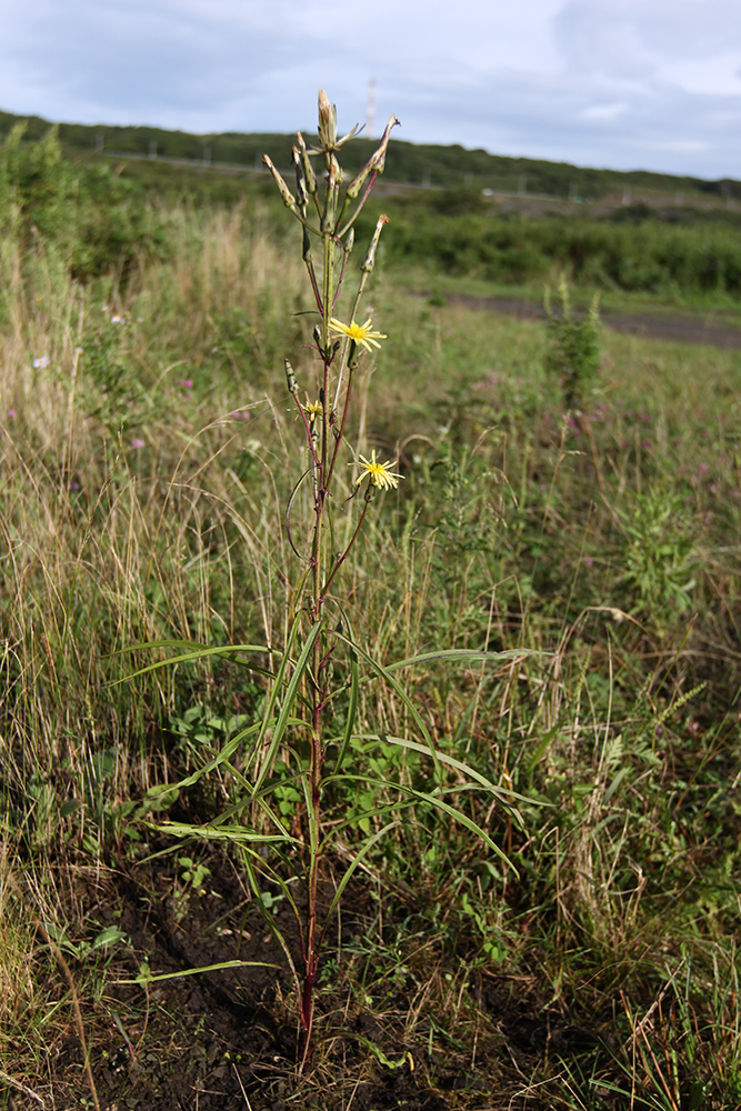 Изображение особи Scorzonera albicaulis.