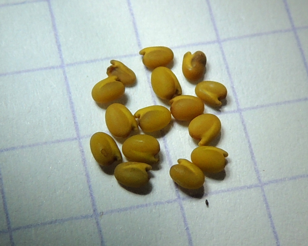 Image of Melilotoides platycarpos specimen.