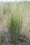 Dodartia orientalis. Растение с незрелыми плодами. Казахстан, Восточно-Казахстанская обл., Глубоковский р-н, окр. с. Кожохово, петрофитная степь, рядом с железной дорогой. 25.07.2018.