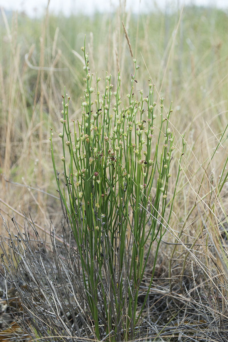 Image of Dodartia orientalis specimen.