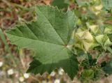 Malva multiflora