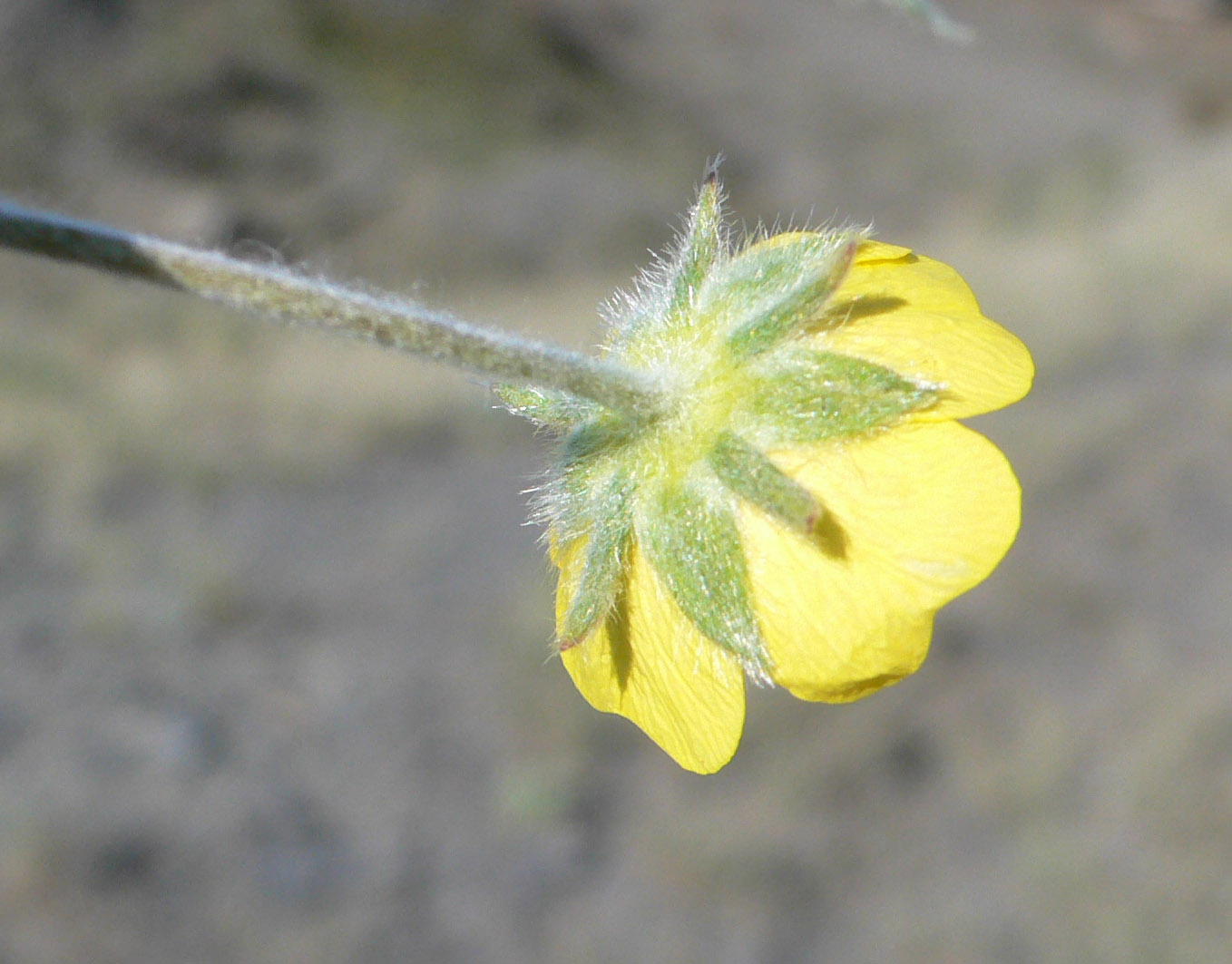 Изображение особи Potentilla nivea.