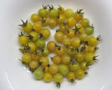 Lycopersicon esculentum. Собранные плоды (диаметр большинства плодов - около 1.5 см). Крым, окр. Феодосии, Курортное, набережная, клумба. 5 ноября 2018 г.