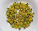 Image of taxon representative. Author is Александр Фатерыга