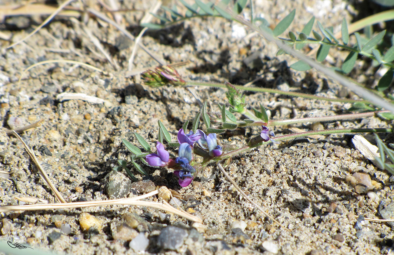 Изображение особи Oxytropis hirsutiuscula.