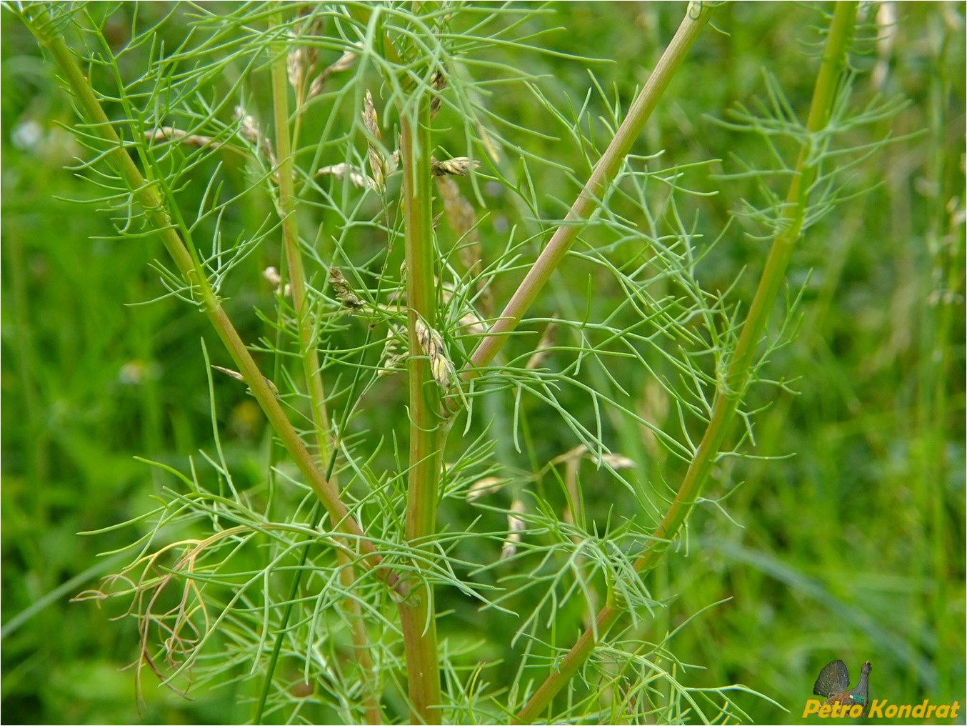 Изображение особи Tripleurospermum inodorum.