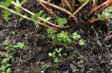 Athyrium filix-femina