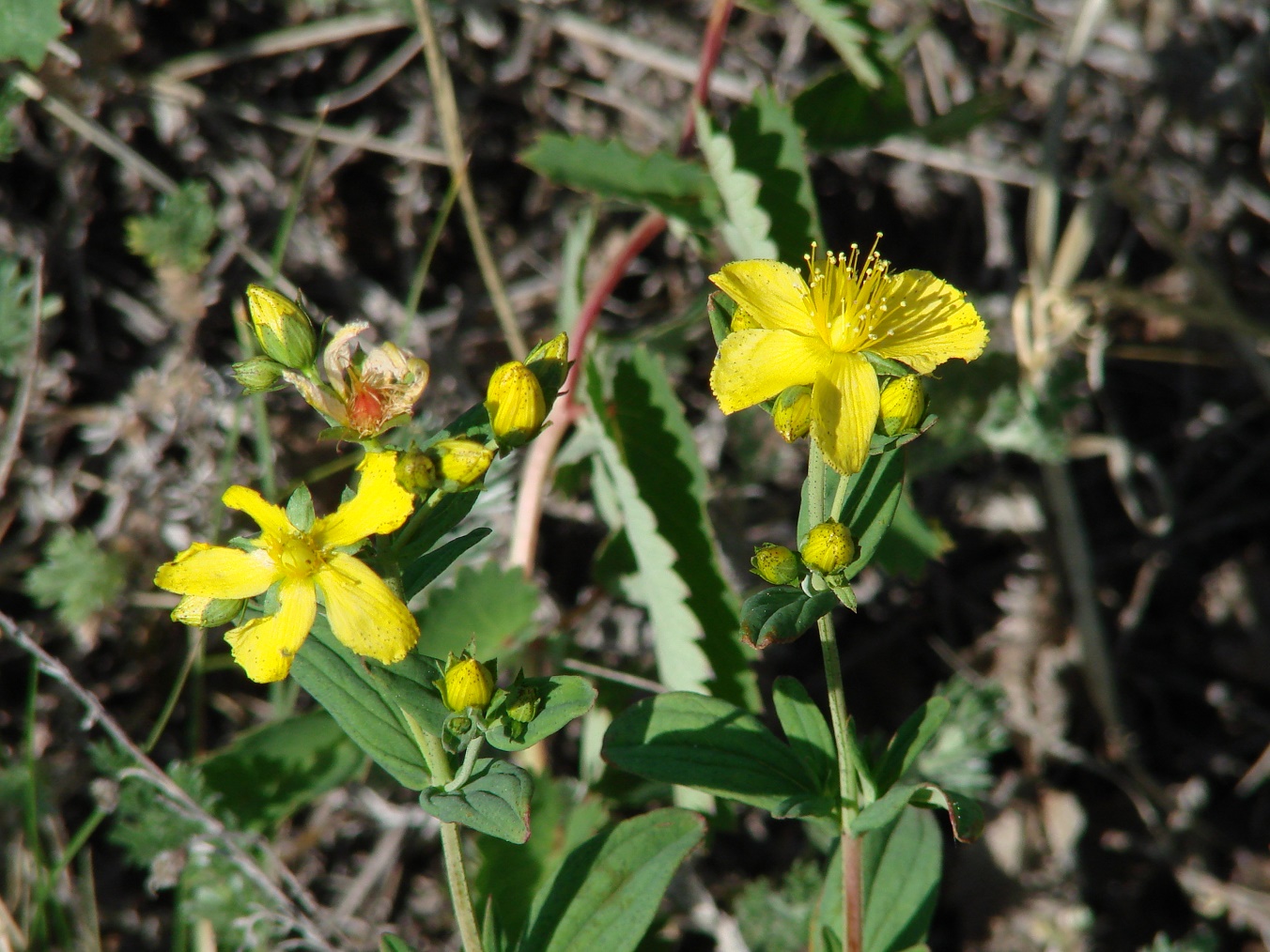 Image of Hypericum attenuatum specimen.