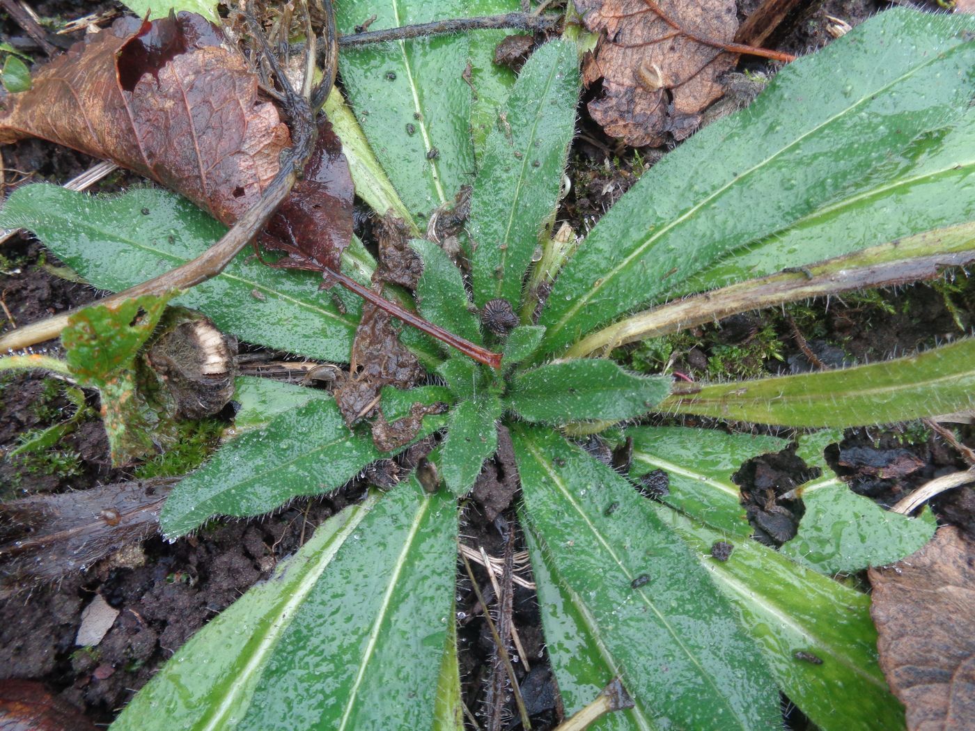 Изображение особи Echium vulgare.