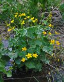 Caltha palustris