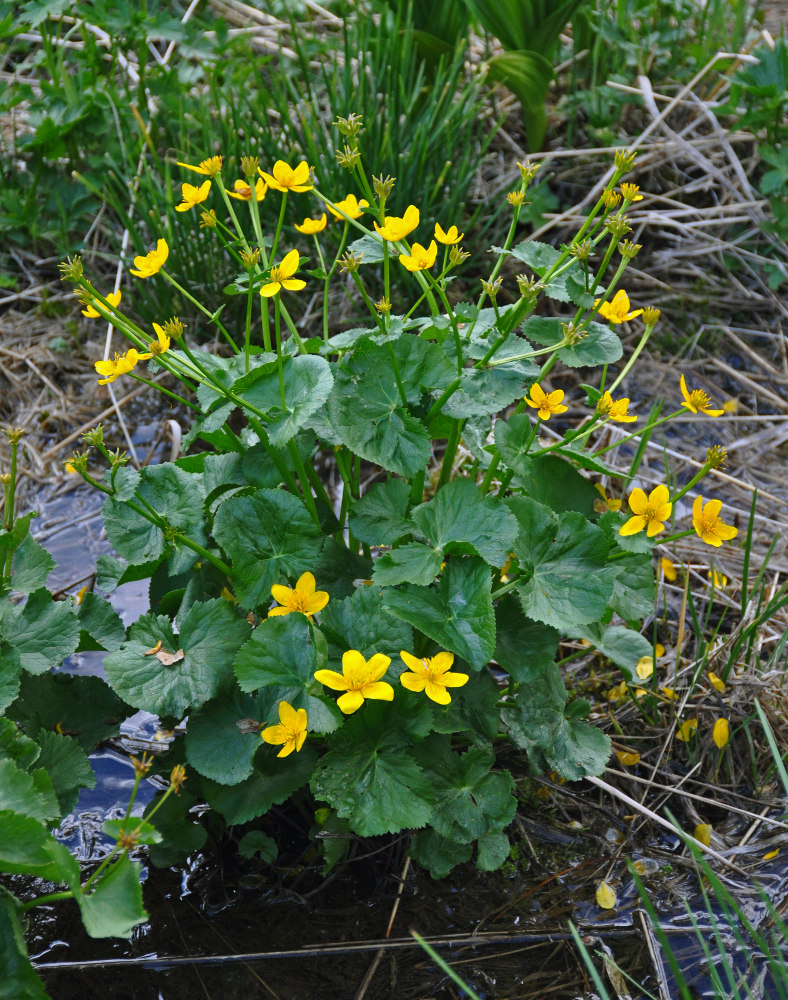 Изображение особи Caltha palustris.