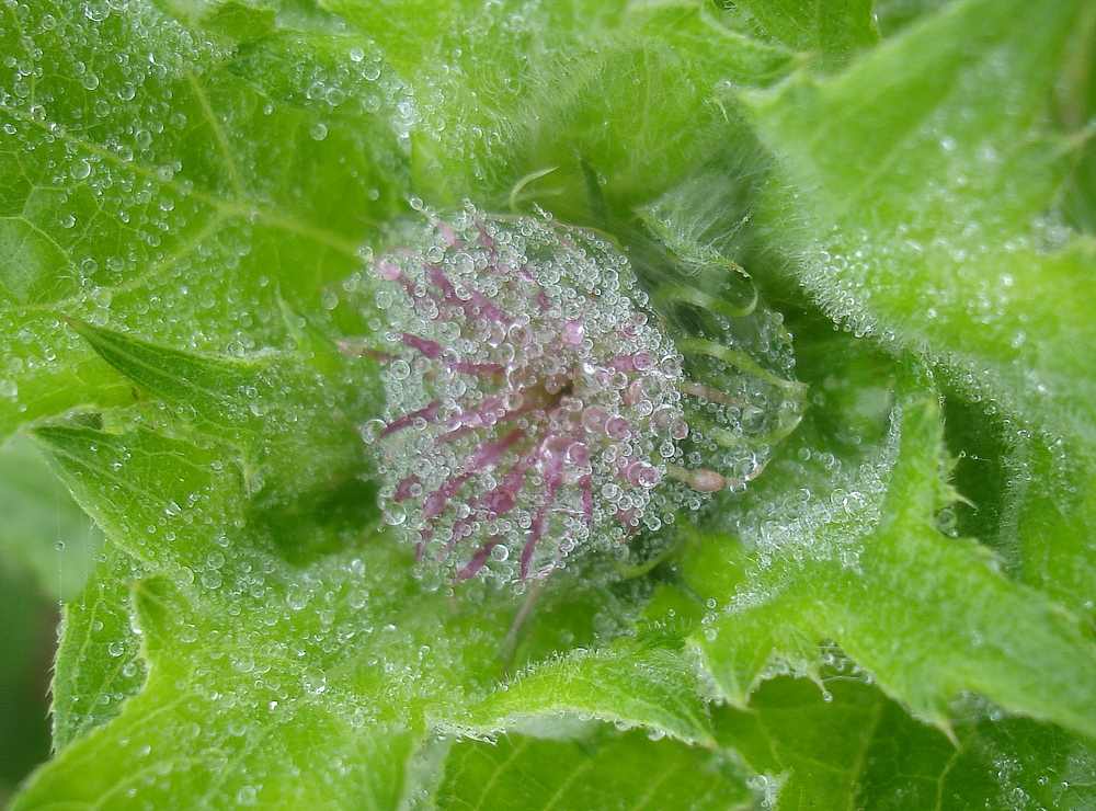 Image of Cirsium kamtschaticum specimen.