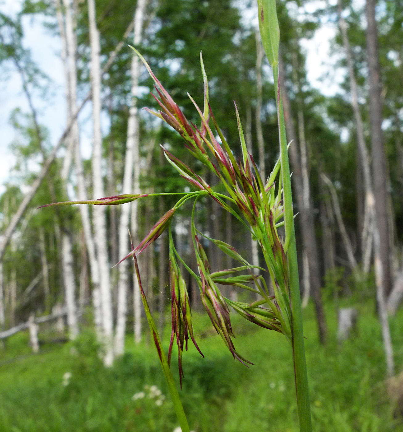 Изображение особи семейство Poaceae.