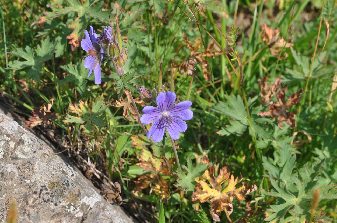 Image of Geranium gymnocaulon specimen.