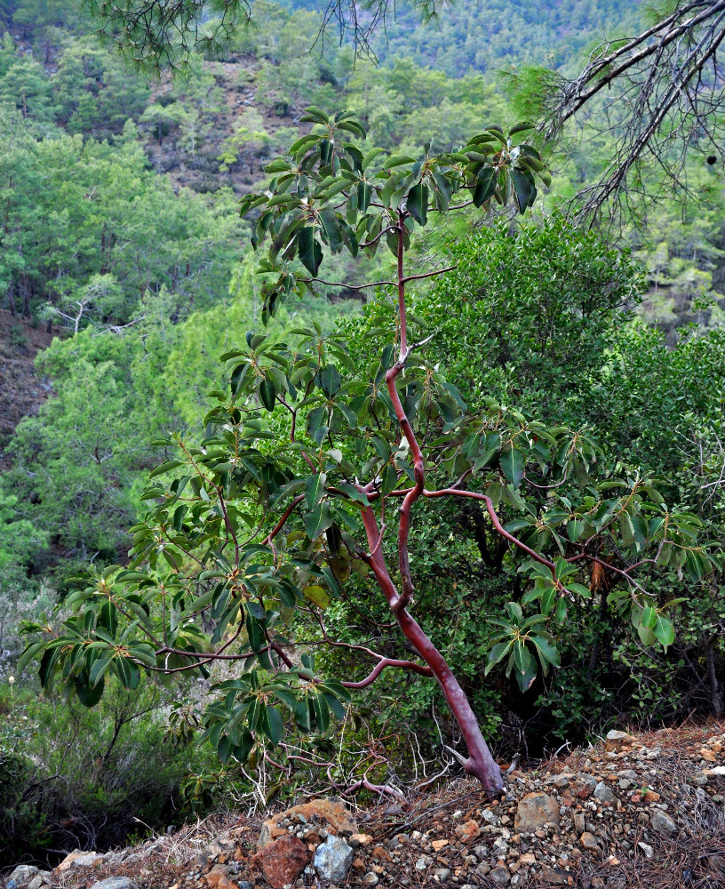 Изображение особи Arbutus andrachne.